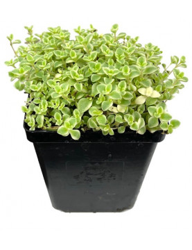 Little Missy Sedum
