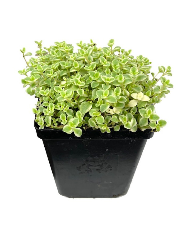 Little Missy Sedum