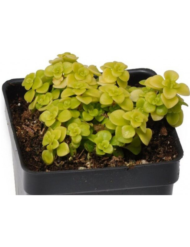Ogon Yellow Sedum
