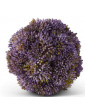 Purple Sedum