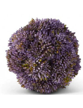 Purple Sedum