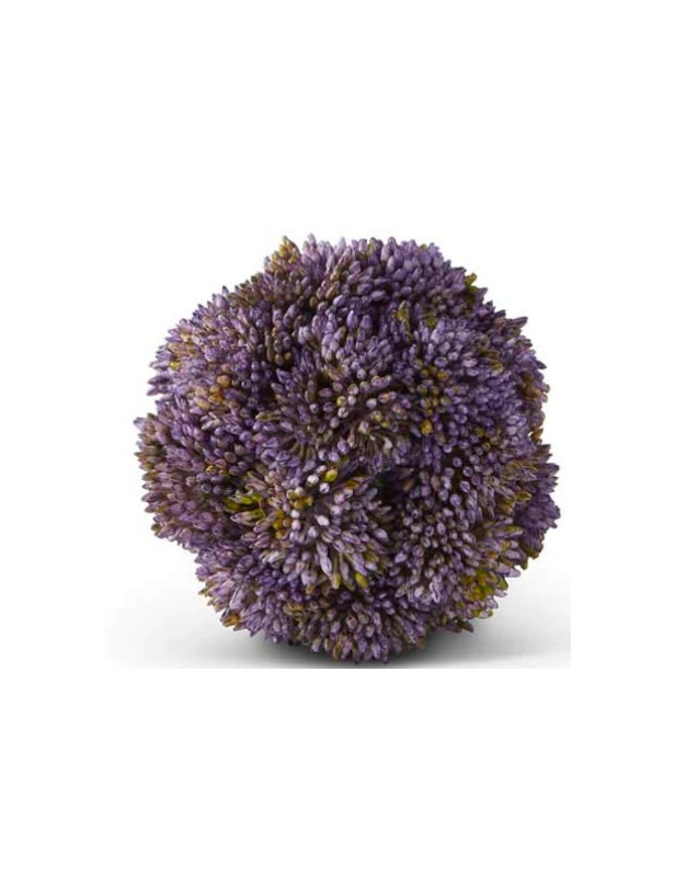 Purple Sedum
