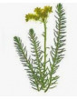 Reflexum Sedum