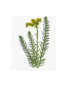 Reflexum Sedum