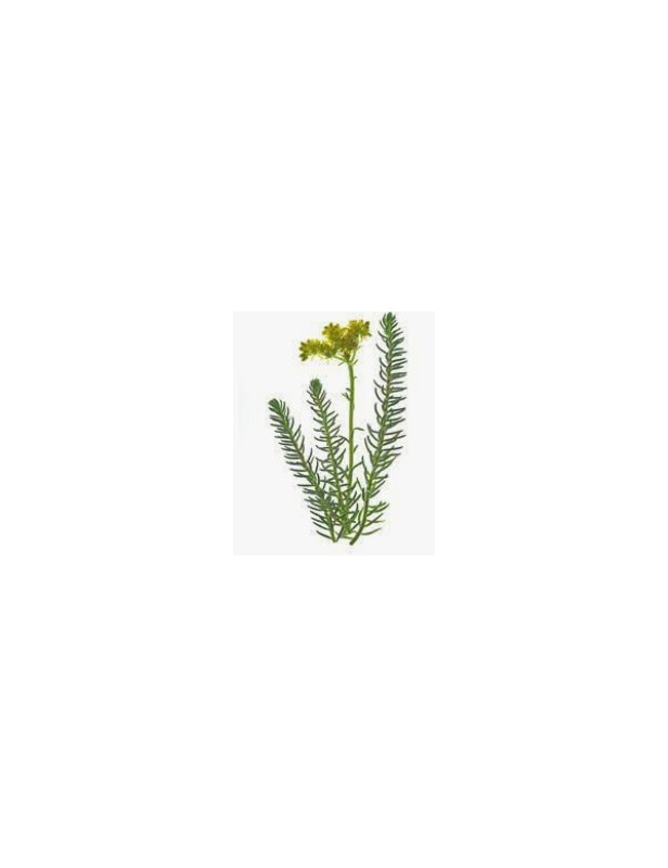 Reflexum Sedum