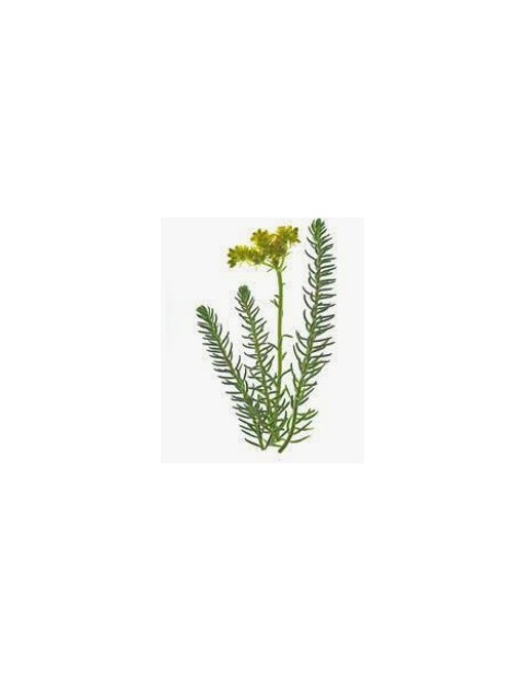 Reflexum Sedum