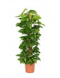 10 Devil's Ivy Pole