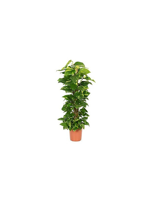 10 Devil's Ivy Pole
