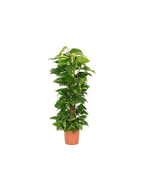 10 Devil's Ivy Pole