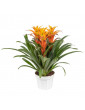 10 Bromeliad Combo