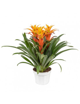 10 Bromeliad Combo
