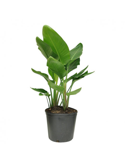 10 Bird of Paradise