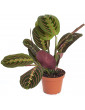 10 Calathea
