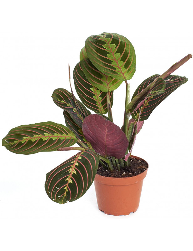 10 Calathea