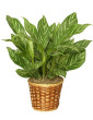 10 Chese Evergreen