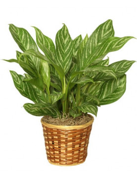 10 Chese Evergreen