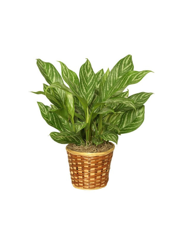 10 Chese Evergreen