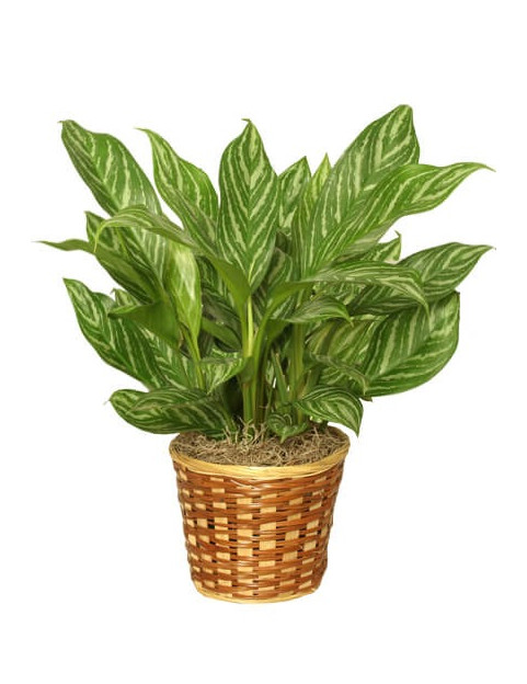 10 Chese Evergreen