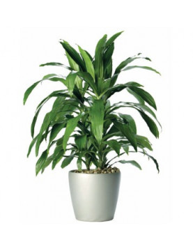 10 Corn Plant