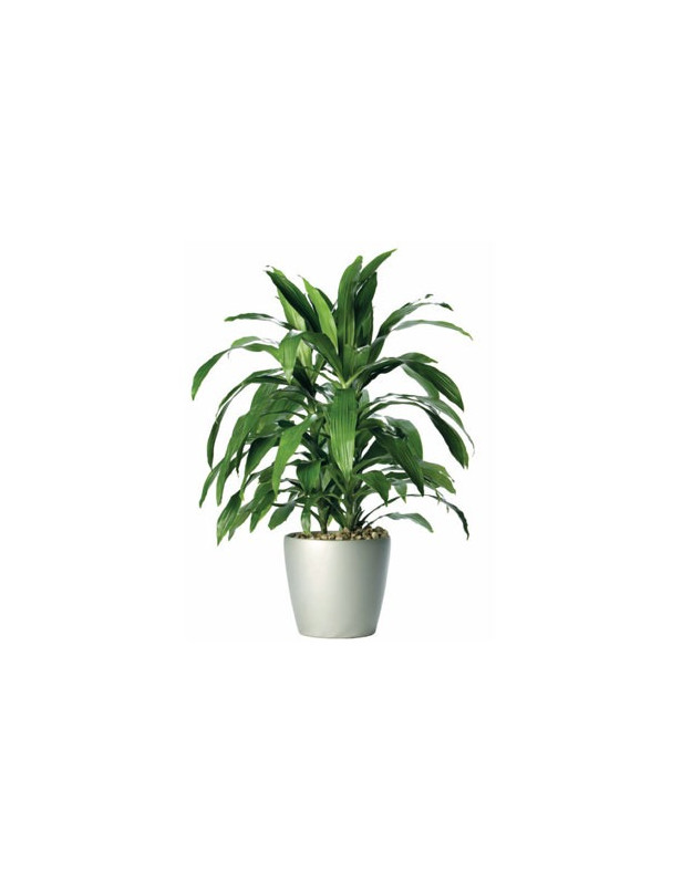 10 Corn Plant