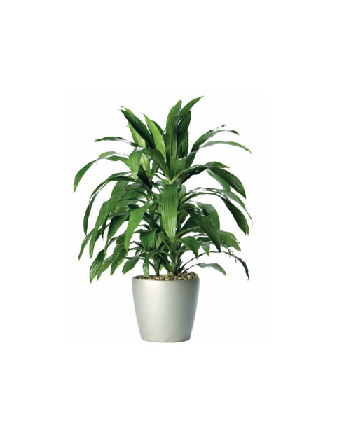 10 Corn Plant