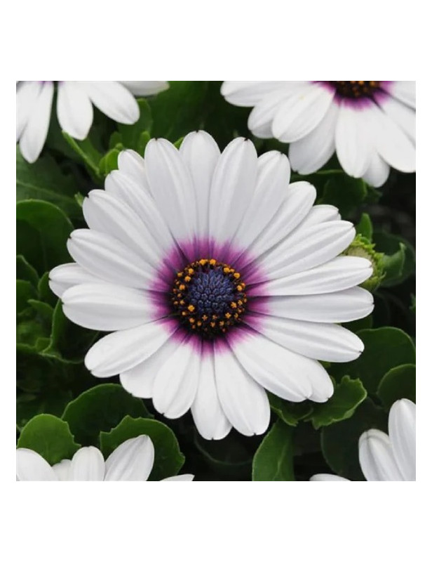 African Daisy White