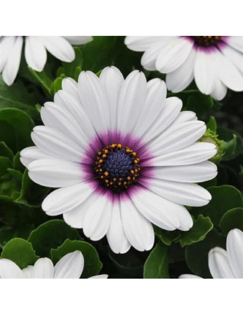 African Daisy White