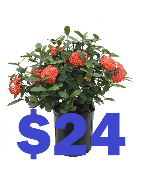 Geranium 24