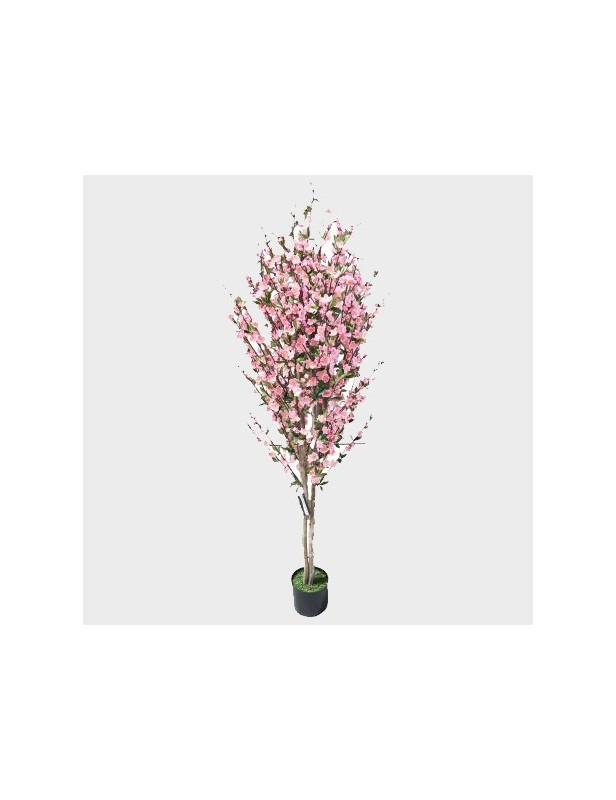 5gl Stella Cherry