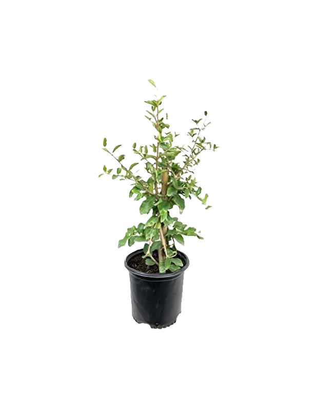 1gl Royal Lee Cherry