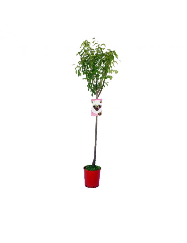 1gl Black Amber Plum