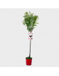 1gl Black Amber Plum