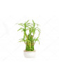 Dracaena