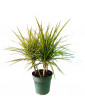 Dracaena