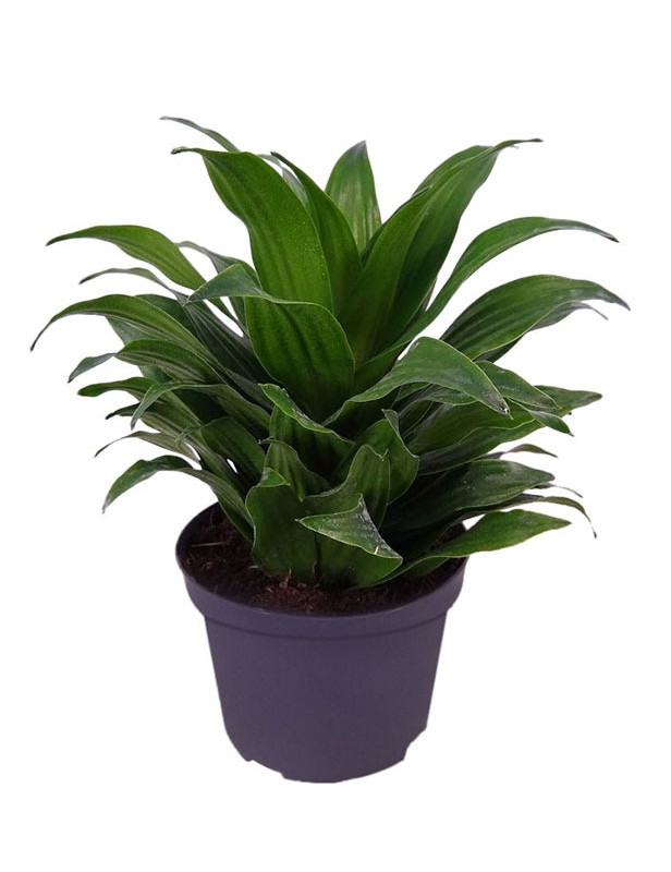 Dracaena