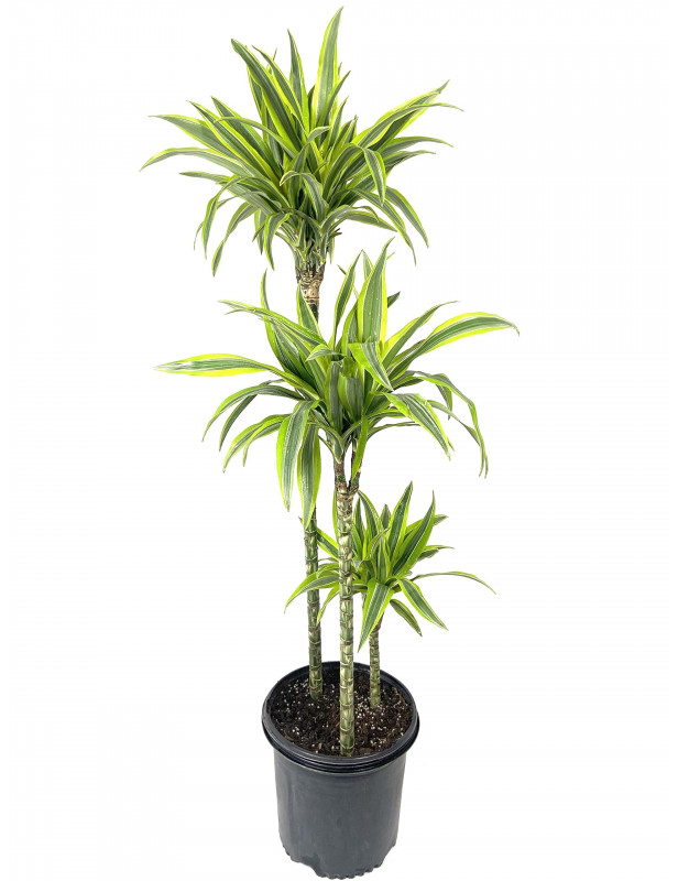 Dracaena
