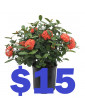 Geranium 15
