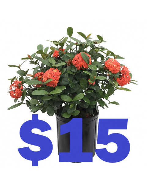Geranium 15