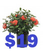 Geranium 19