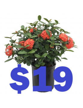 Geranium 19