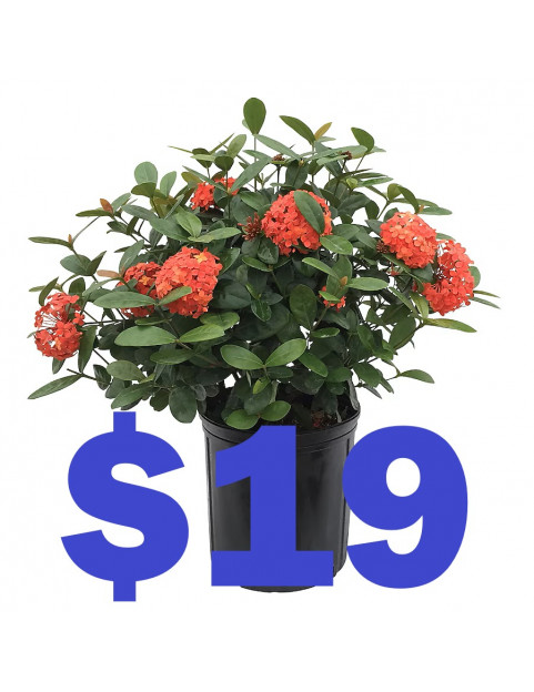 Geranium 19
