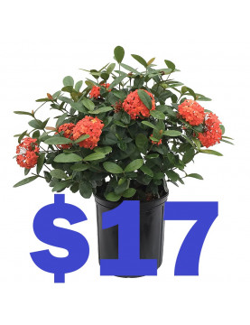 Geranium 17