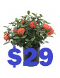 Geranium 29