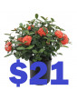 Geranium 21