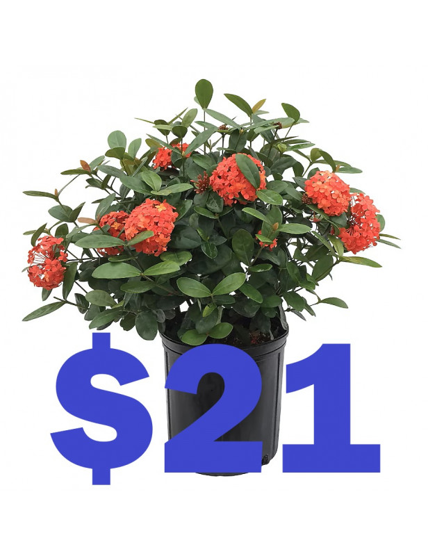Geranium 21