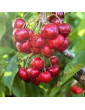 5gl Stella Cherry