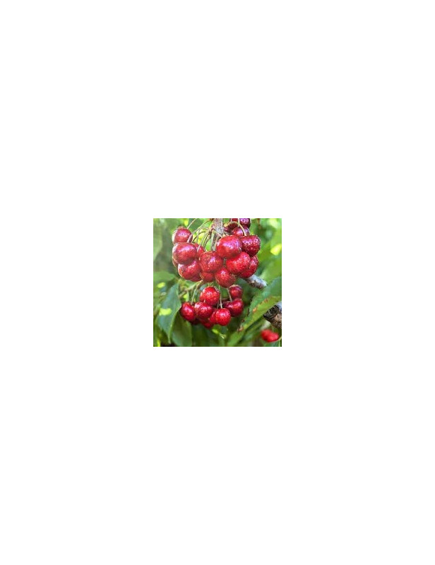 5gl Stella Cherry