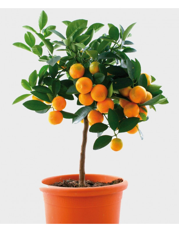30gl Powell Orange 