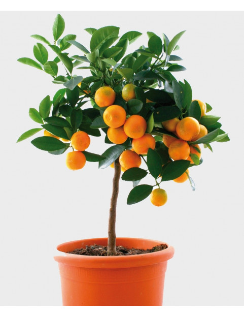 1gl Powell Orange 