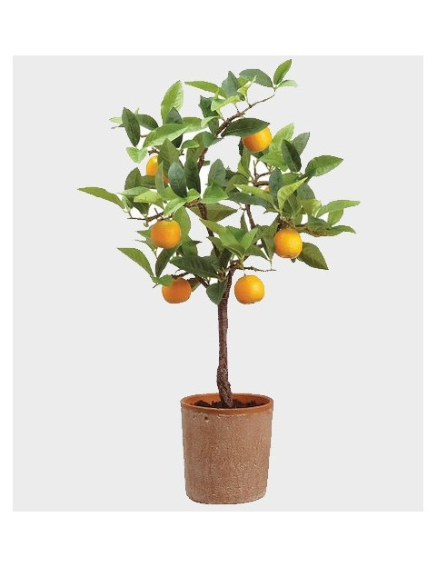 5gl Washington Navel Orange 